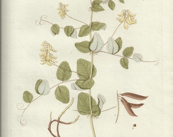 Antique Original 1786 Kerner Botanical Engraving Print Bookplate Plate Astragalus Glycyphyllos 267