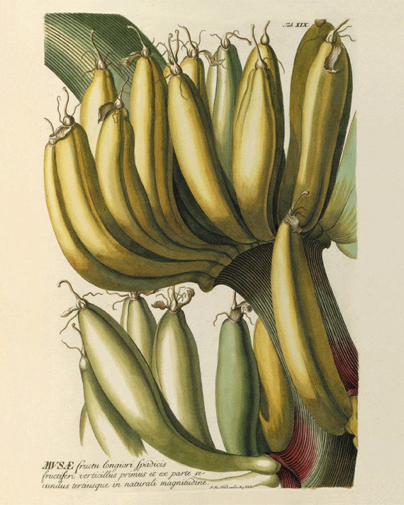 Vintage Bananas Art Print Antique Prints By AntiqueBotanicalArt, $1000