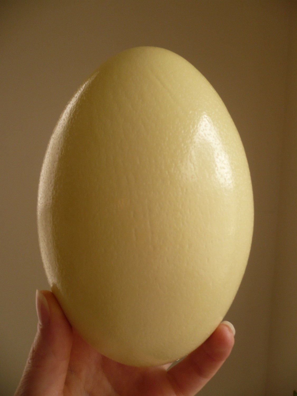 Rhea Egg