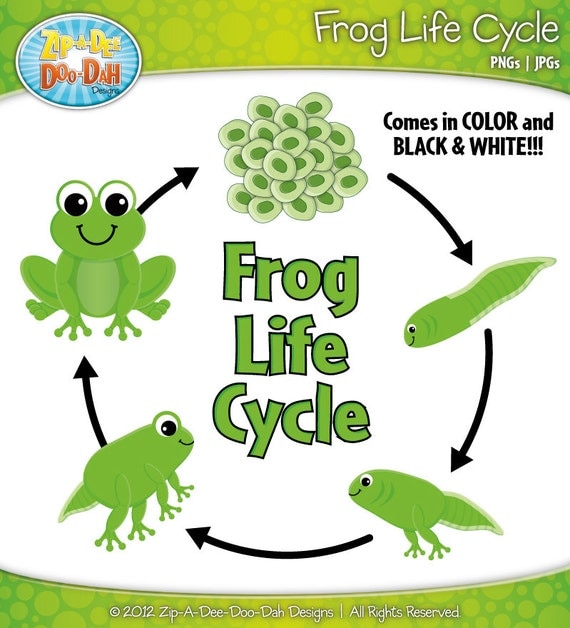 Frog Life Cycle 7