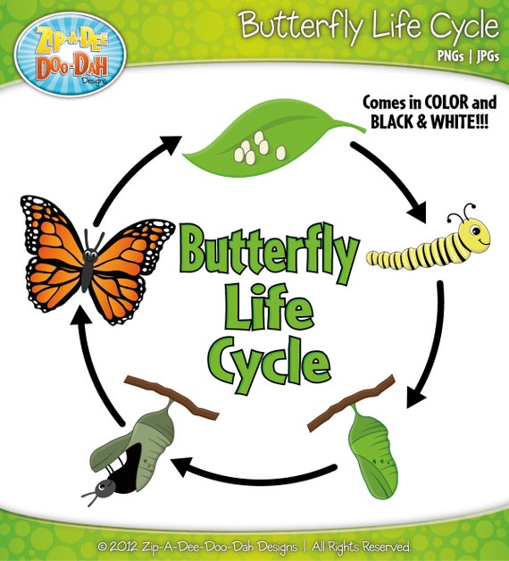 free clip art butterfly life cycle - photo #4