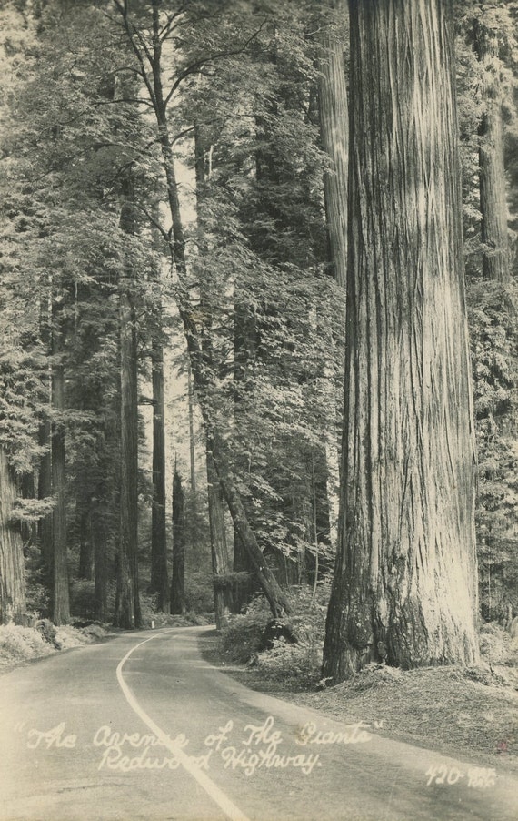 Vintage postcard of Redwood Highway in by SeniorsInStitches