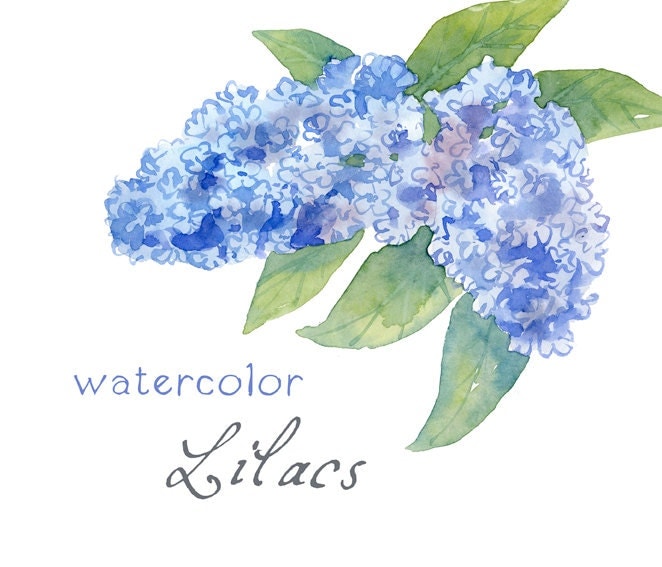 watercolor flower clipart - photo #36