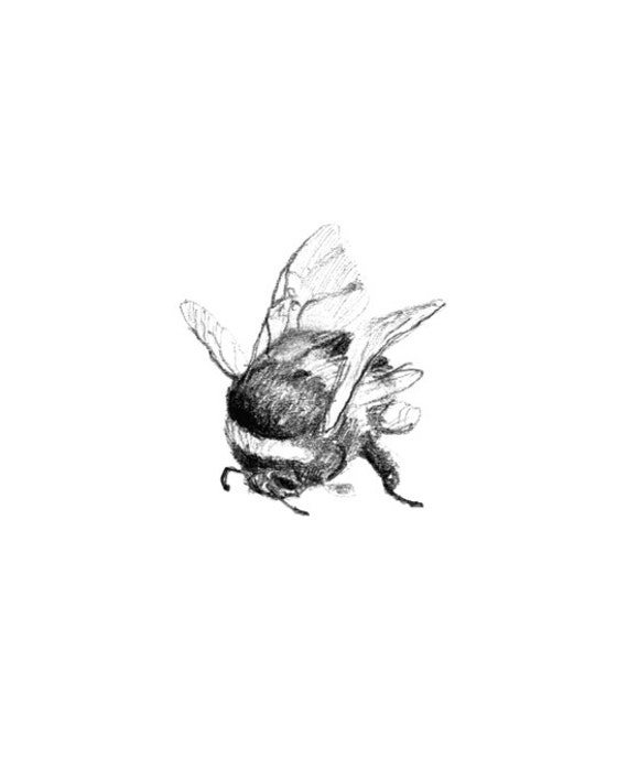 Giclee art print of a pencil drawing of a Bumble by Zendrawing