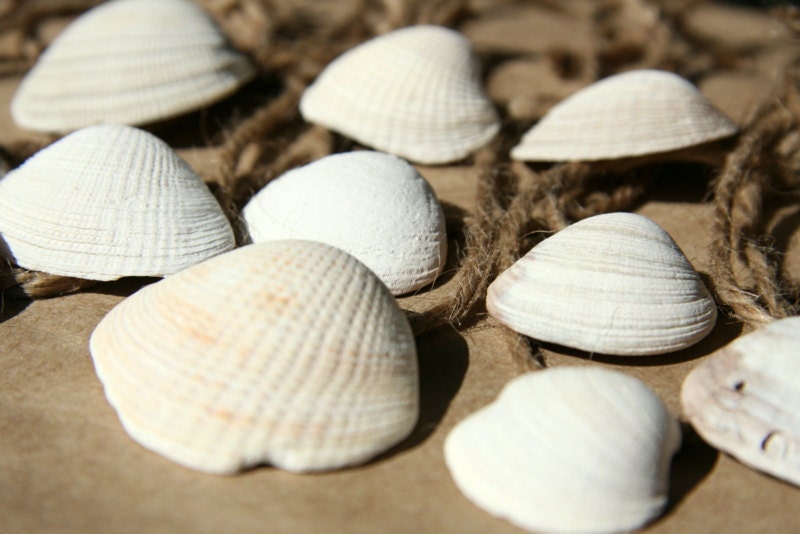 White Seashell Christmas Ornaments Set of 12 Handmade Found Seashells Summer Cottage Gift Natural Beach Wedding Decoration