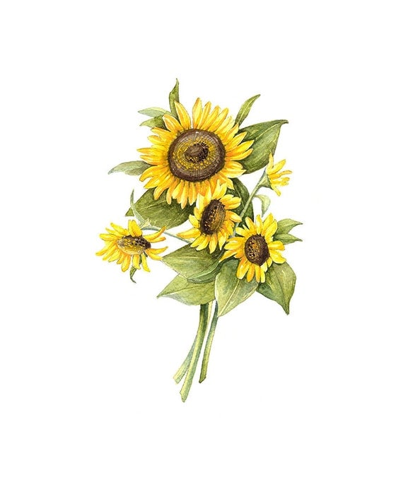 Sunflower Floral Botanical Print Illustration Watercolor