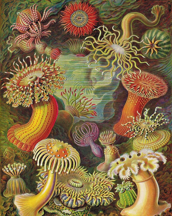Sea anemone nautical print vintage art nautical art Ocean art