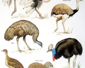 Ostrich, Rhea, Kiwi, Cassowary, etc. Vintage 1984 Animals Book Plate