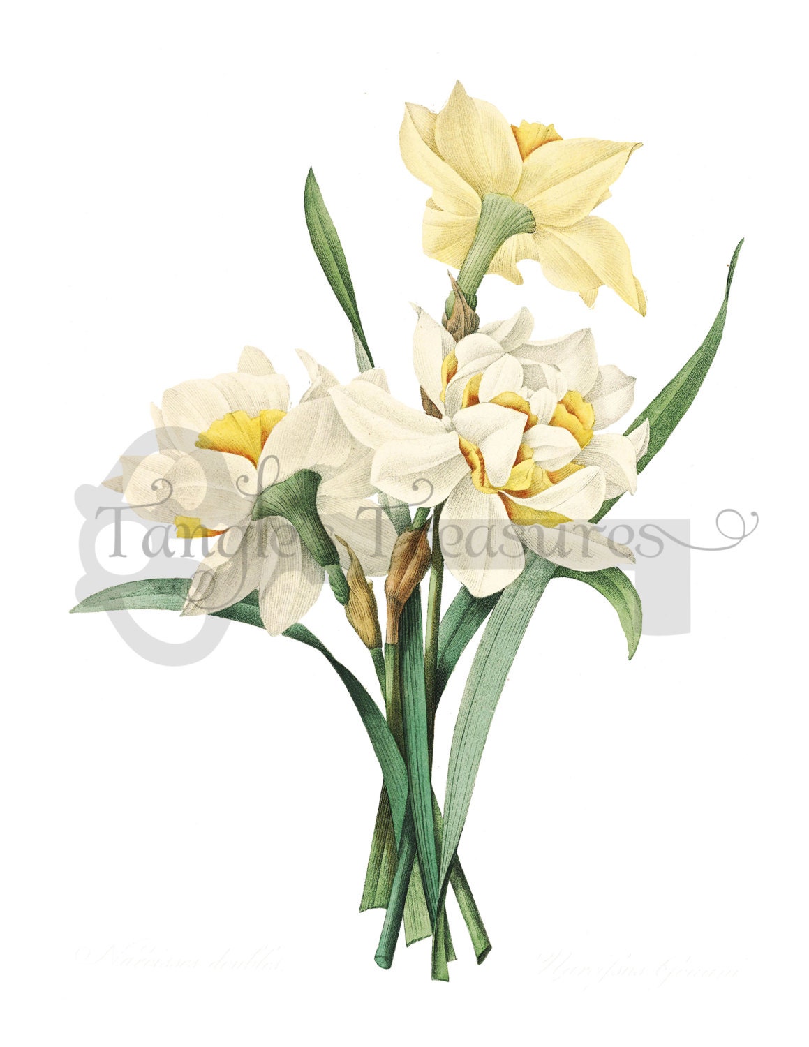 French Double Daffodils flowers Clipart High by VerdigrisStudios