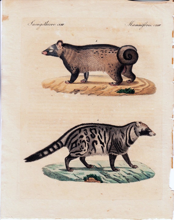 1790 Antique SKUNKS engraving Civet cat and genet 222