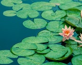 Items similar to Lily Pond Photograph - Water lilies - Nature Flower