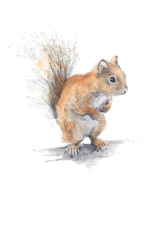 A5 Print Red Squirrel Pencil Drawing by HannahLongmuir on Etsy