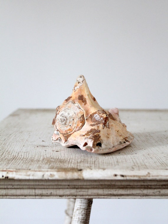 Vintage Conch Shell Natural Seashell by 86home on Etsy