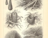 1905 Original Antique Engraving of Bird Nests