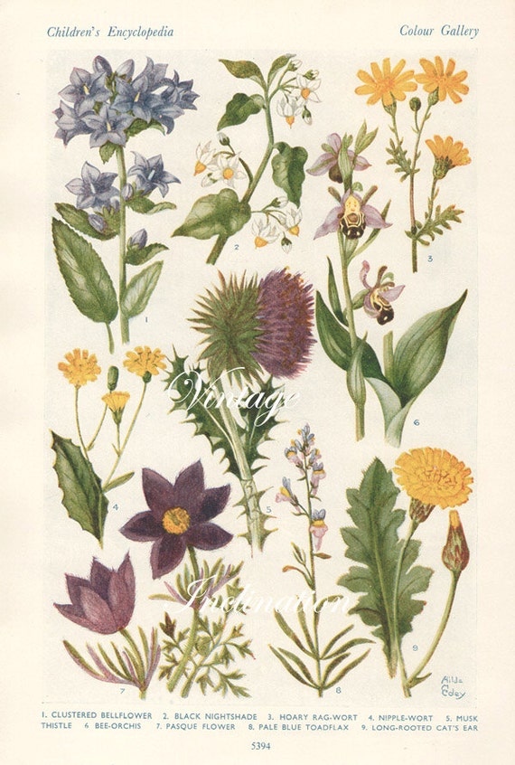 1930s Antique flower art print Flowers of the Downland