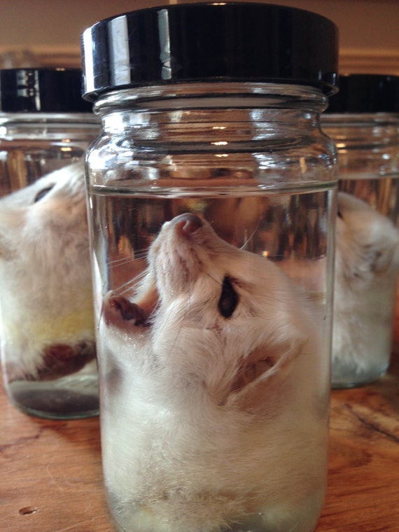 Ermine Head in a Jar Preserved Wet Specimen Taxidermy