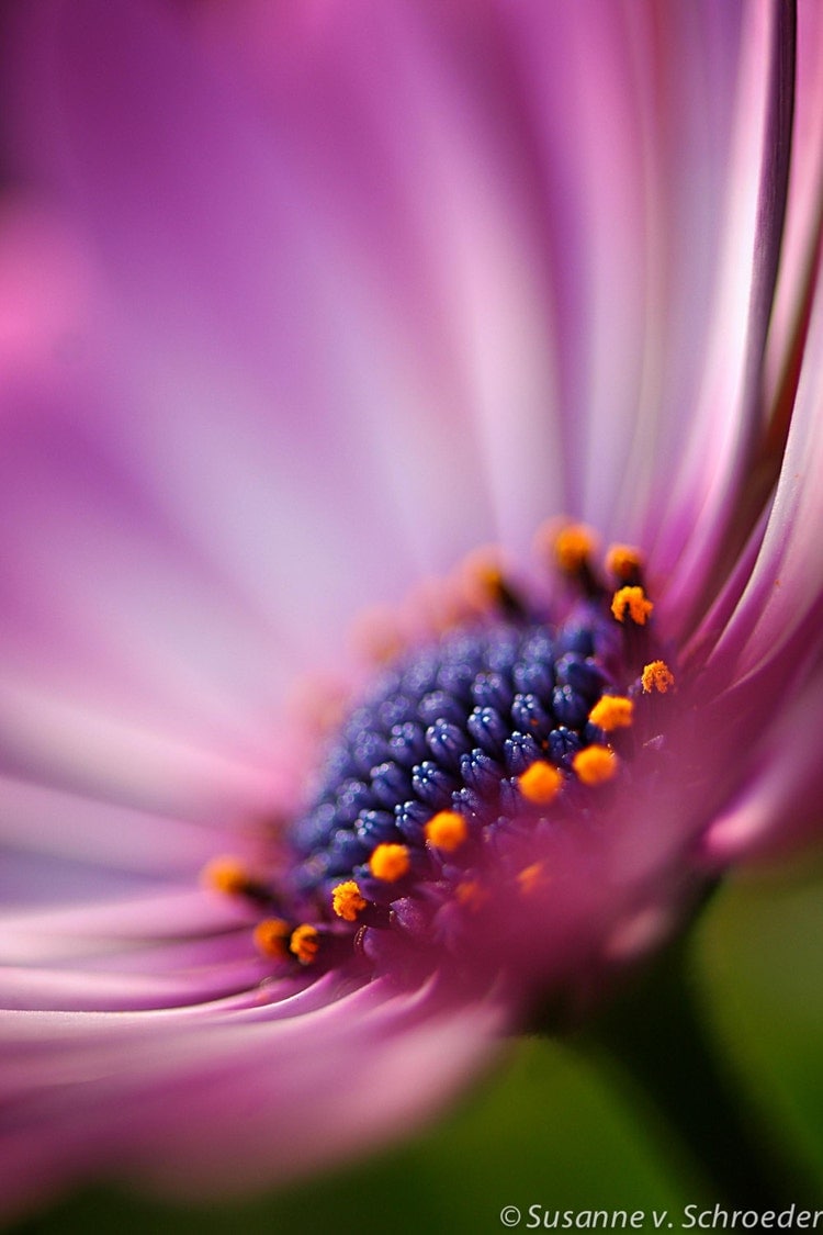 Nature Photography African Daisy Flower by 