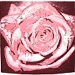 ShowerofRoses