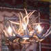 Brand New 23 Inch Whitetail Antler Chandelier with Center Down Light
