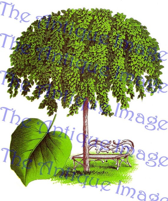 Digital Vintage Elm Tree Printable Clip Art by theantiqueimage