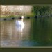 Swan Lake, 10 x 12 Fine Art Giclee Print