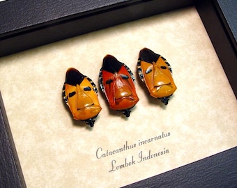 Black Friday/Cyber Monday Sale Real Framed Catacanthus incarnatus Man Face Beetle Set of 3 2220s