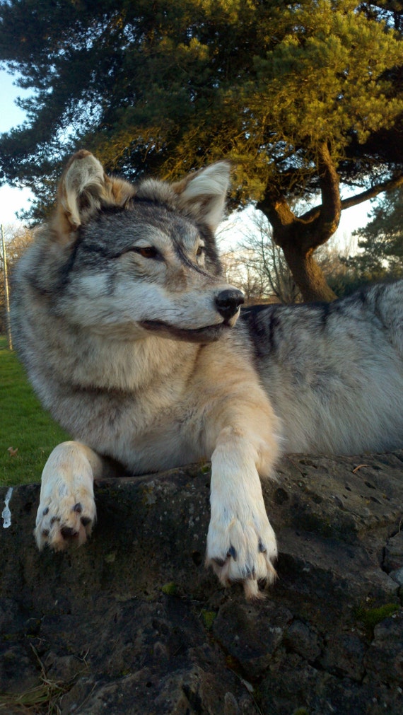 stuffed coyote taxidermy