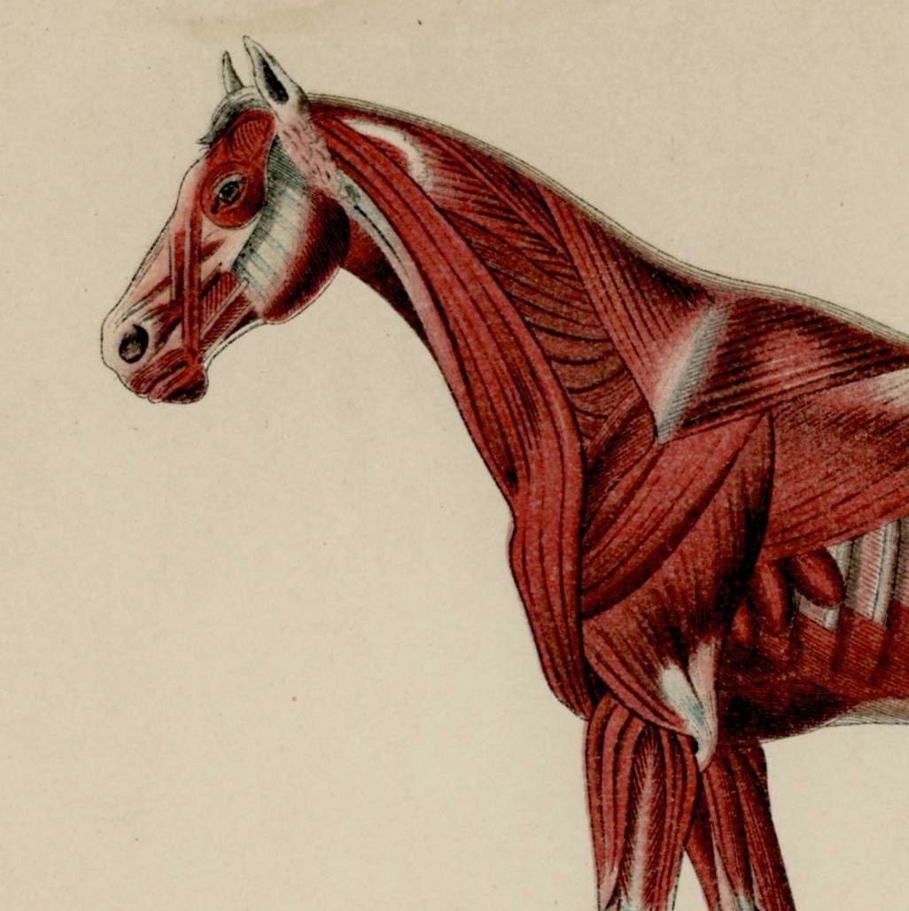 1904 horse muscular system anatomy original antique animal