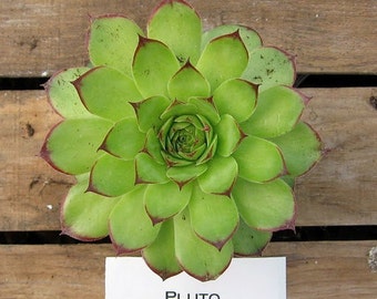Pluto Sempervivum Plant, Hens and Chicks, Extremely Cold Hardy Succulent