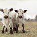 RESERVED LISTING for Twins Calves French Country Decor 16x20 Fine Art Photography