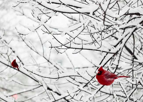 photograph of red birds on snow covered trees in the winter