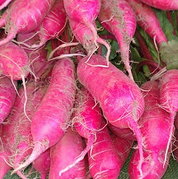 Items similar to Radish, Rare Japanese Long Scarlet Radish Seeds Heirloom Japanese Radish