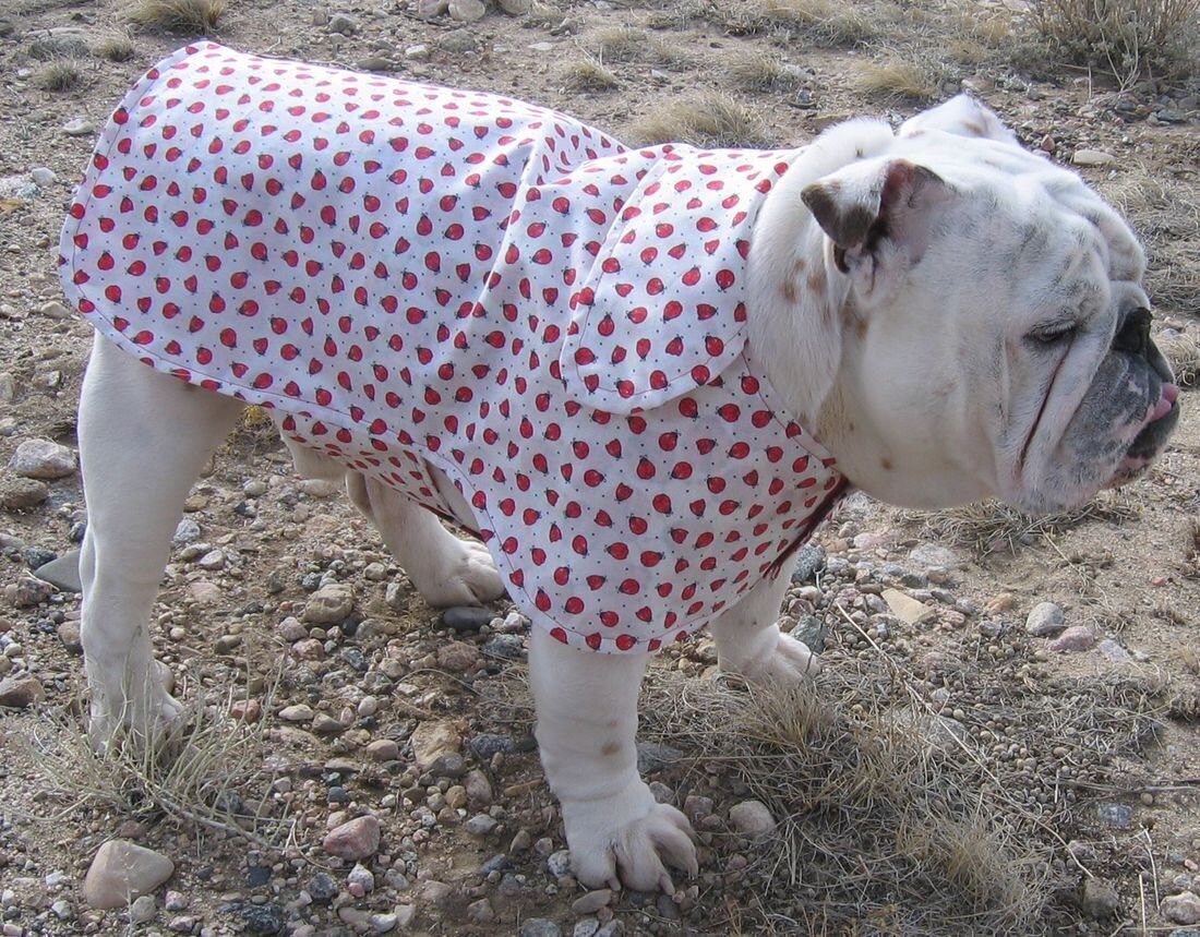 ORDER an English Bulldog RAINCOAT Reversible Bulldog Custom