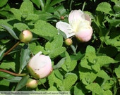 Original Photography Note Cards - Peonies Series - Mingling with Mint - Set of 5 Note Cards