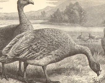 1896 Cape Barren Goose Original Antique Engraving to Frame