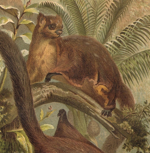 1897 Red Giant Squirrel Petaurista Petaurista Original