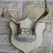 Deer Antlers Winter White Woodland Decor Horns Roe Deer Unique Taxidermy Wall Art