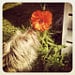 Genevieve