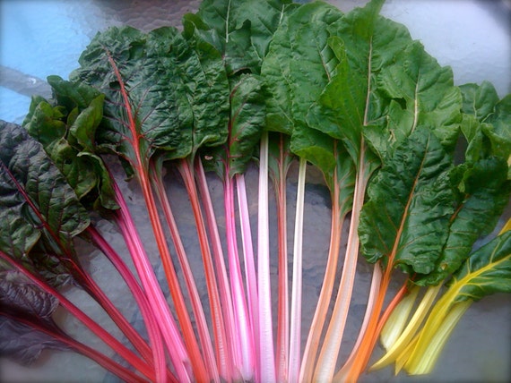 Organic Heirloom Rainbow Swiss Chard Seeds