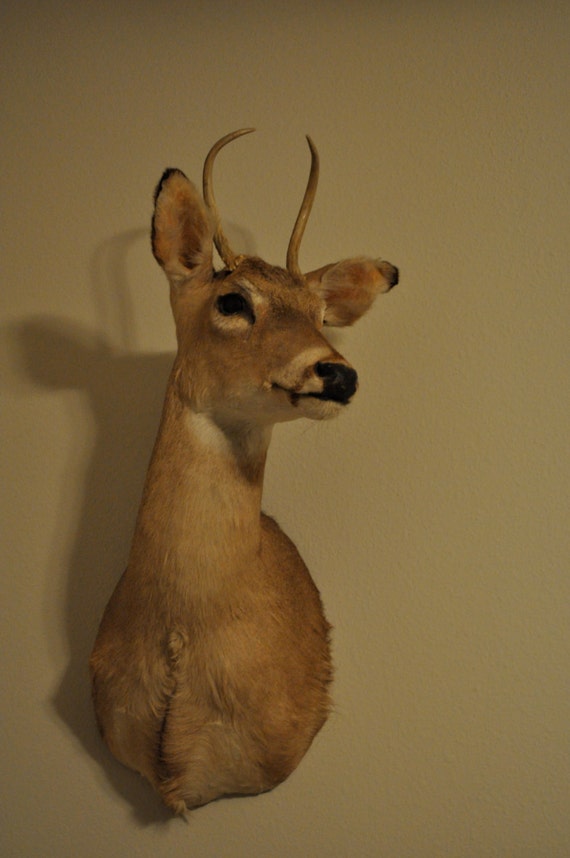 Items Similar To Vintage Deer Head Mount Taxidermy Spike Buck On Etsy