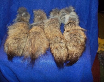 Real large coyote skin Tail animal fur taxidermy craft supply pelt part