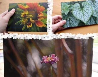 7 Recycled Blank Nature Photo Cards of Vancouver Island, winter, plants, changing seasons, heart, bold, art, Support Lyme Disease Foundation