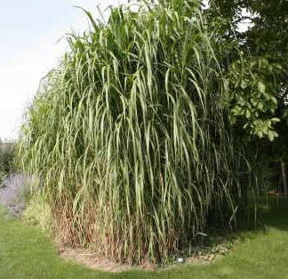 Слоновая трава. Мискантус гигантский. Слоновая трава (Miscanthus giganteus). Мискантус гигантский фото. Слоновая трава фото.