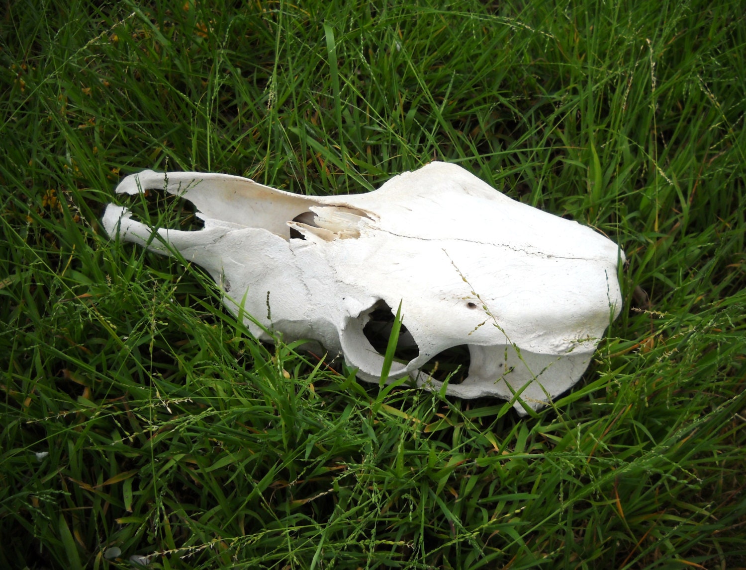 Discount BIG cow skull Real Bone Animal Skulls Taxidermy teeth