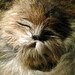 Ghastly Conjoined Cats In Kitsch Faux Kitten Taxidermy