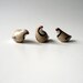 Miniature Partridges Extra Small and Extra Cute