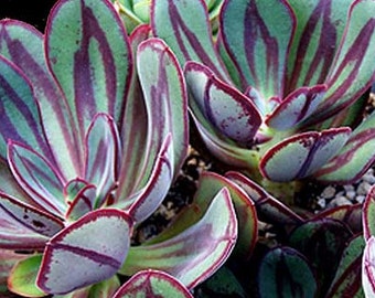 Succulent Plant - Echeveria Nodulosa