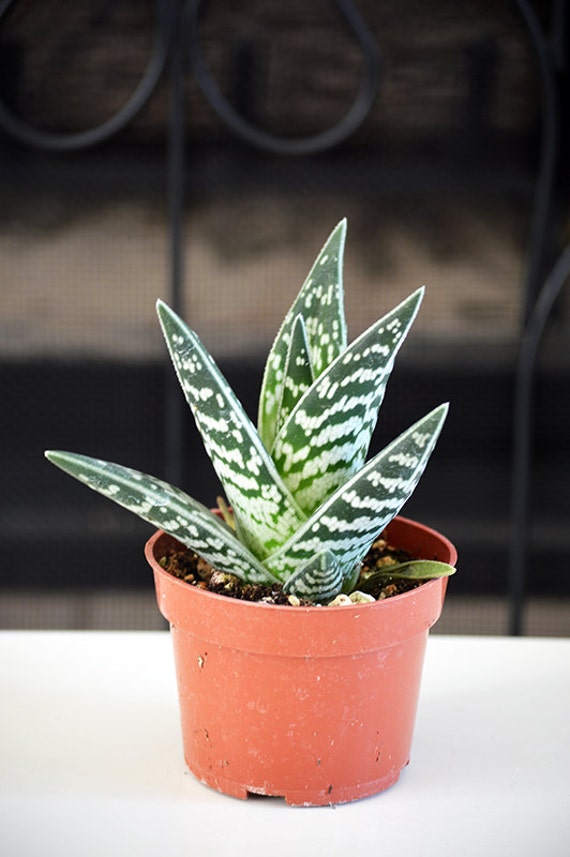 Aloe Plants Aloe variegata Easy to grow Hard To Kill