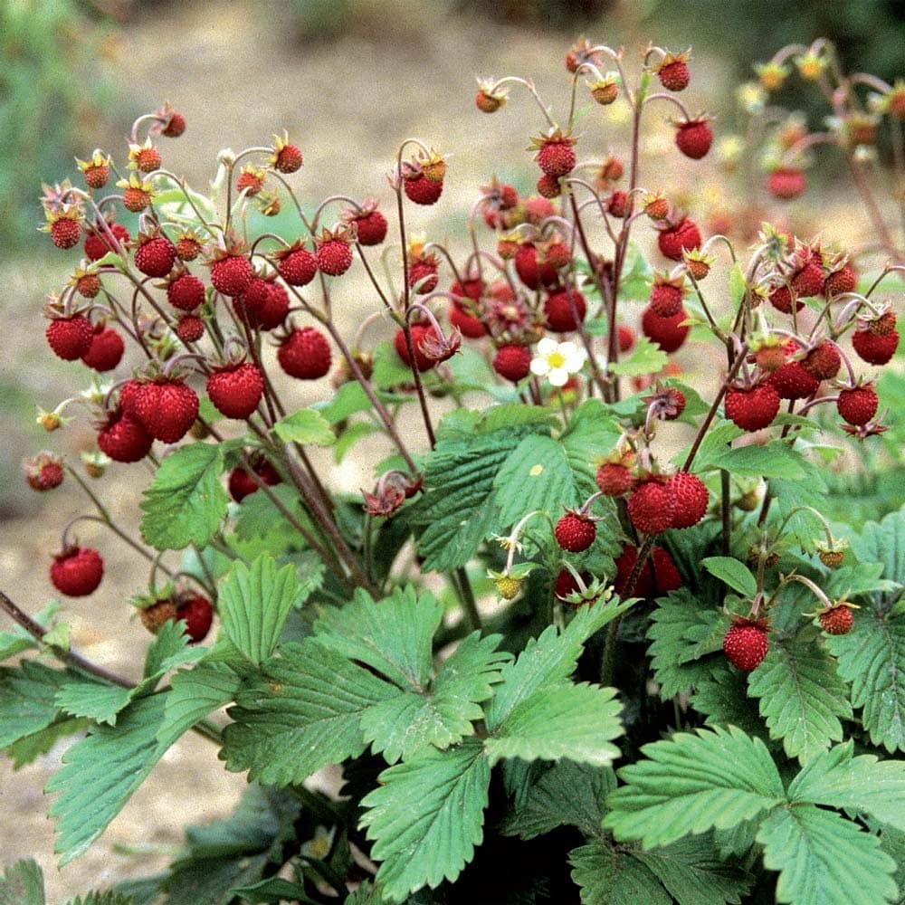 Red Alpine Strawberry Perennial Gardeners Favorite 25 Seeds