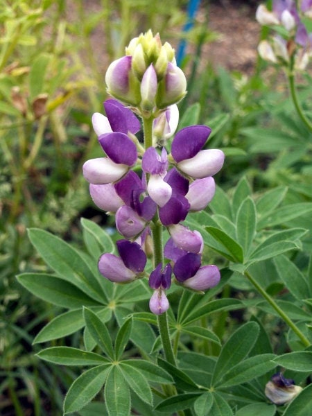 Dwarf Lupine Pixie Delight Unique Flower for Your Garden 25